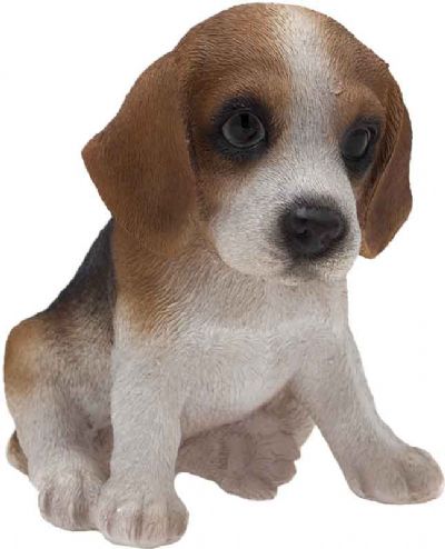 Beagle mignon