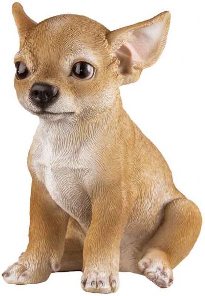 Chihuahua franco