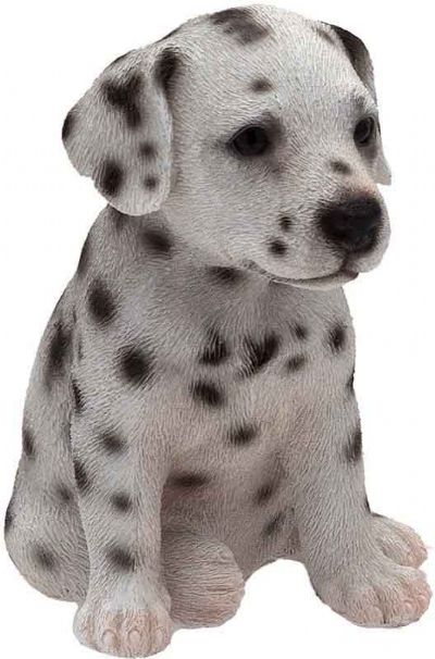 Dalmata mignon